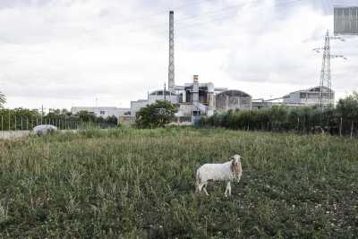 Bari, Strada Pezze del Sole: un tuffo nel passato tra pecore, ulivi e ginestrelle